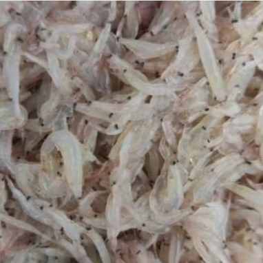 udang ebi rebon basah 1 kg murah banget