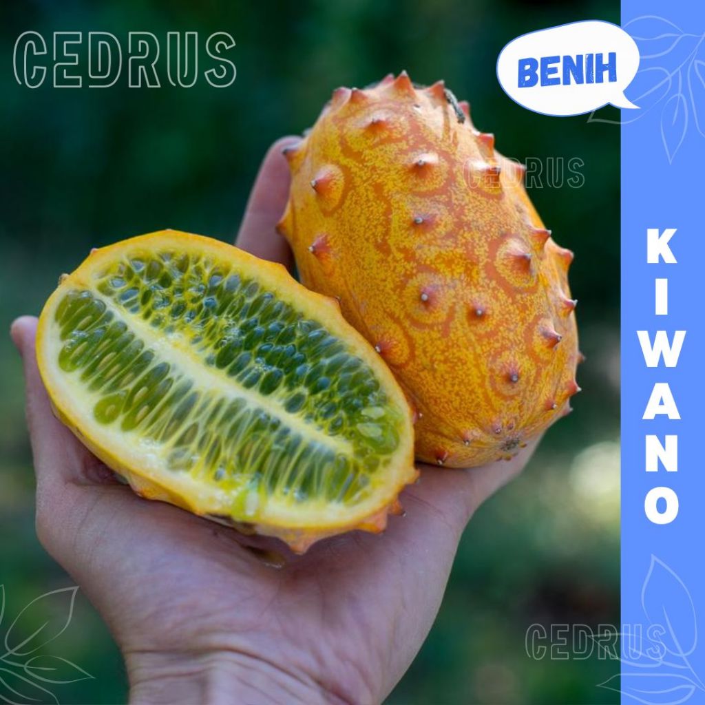 Benih KIWANO Biji Buah Melon Tanduk Unik
