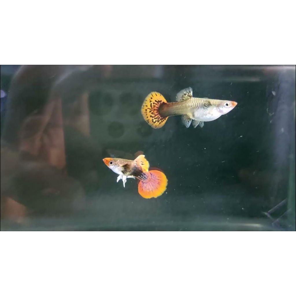 grosir guppy magenta koi short body