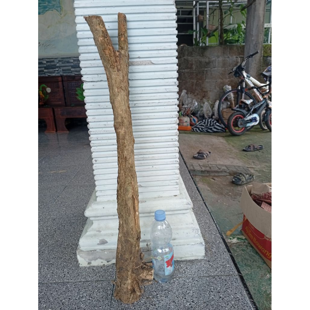 kemuning dongkelan akar batang kemuning lokal bahan bonsai