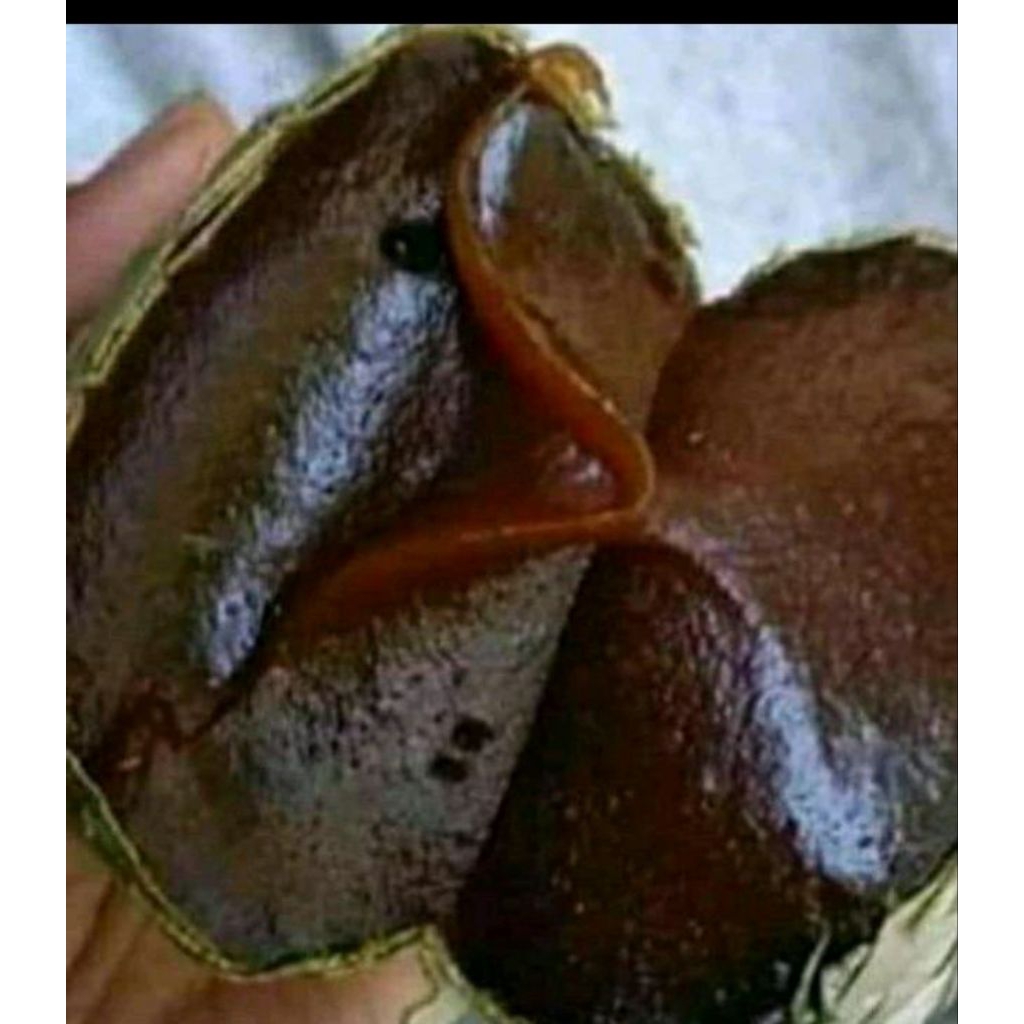 dodol sidempuan asli pulut 4 biji ( ± 1 kg ) fresh dan terbaik