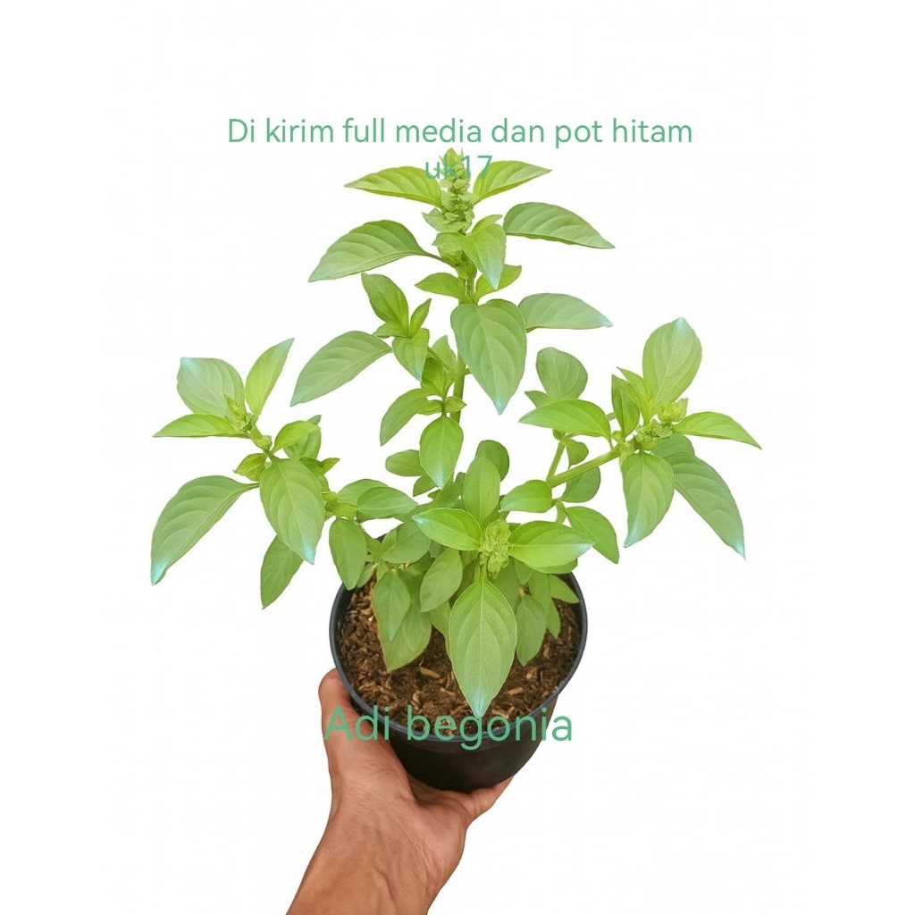 kemangi tanaman herbal sayur buah daun kemangi di kirim pakai pot hitam uk17