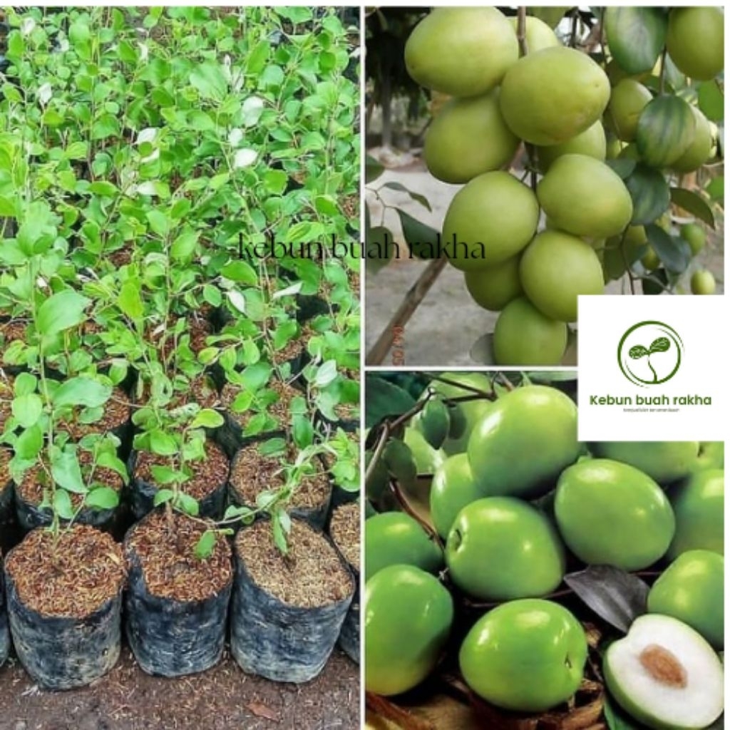 Bibit Apel putsa bibit cepat berbuah bibit unggulan