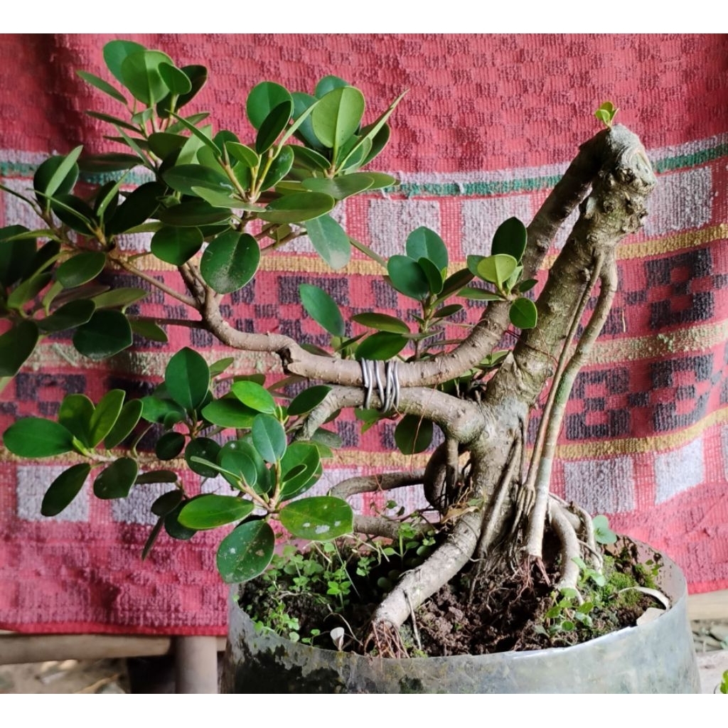 bonsai beringin dolar bonsai jadi siap pajang