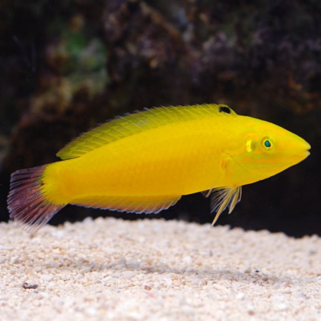 Ikan Hias Air Laut Keling Kuning (Yellow Wrasse)