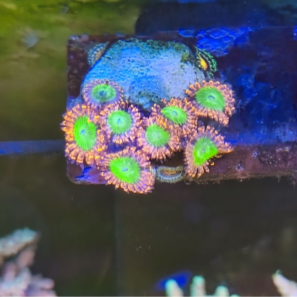 Zoanthid / Zoa Electric Oompa Loompa (harga per mata)