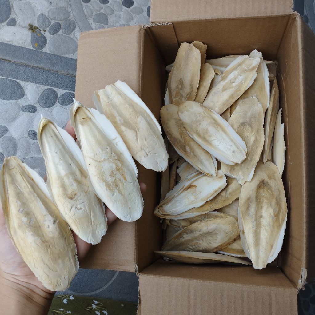 ASINAN AFKIR PECAH” UKURAN SEDANG MURAH/ 1 PCS ASINAN TULANG SOTONG