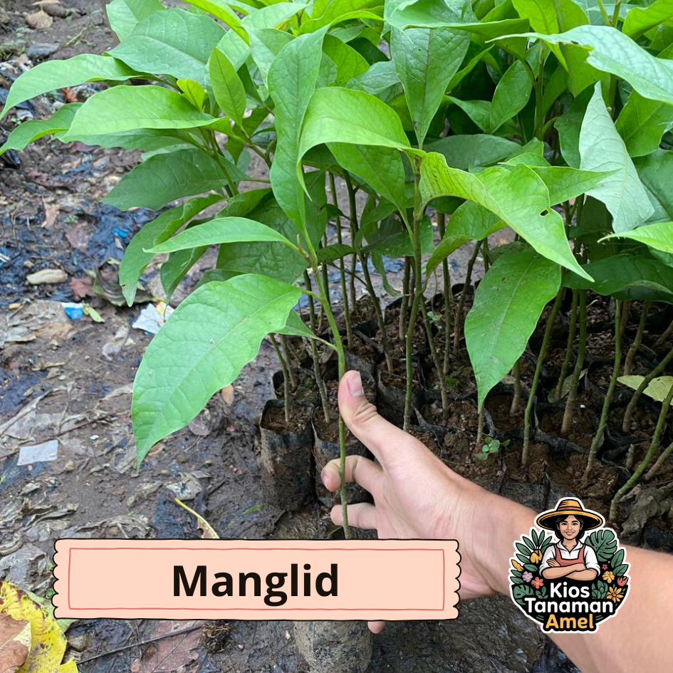 bibit pohon manglid asli siap tanam