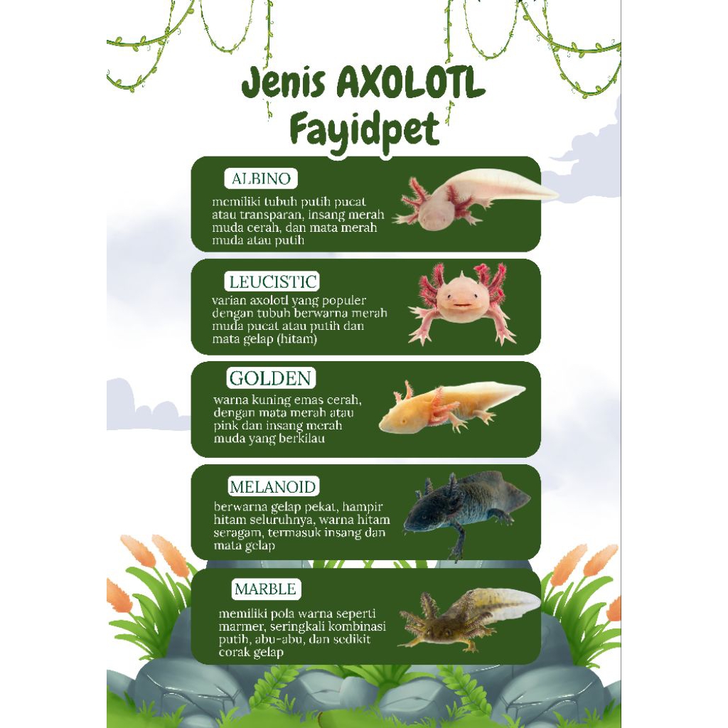 Perlengkapan aquarium asli, Axolotl ukuran 7cm. PARTAI