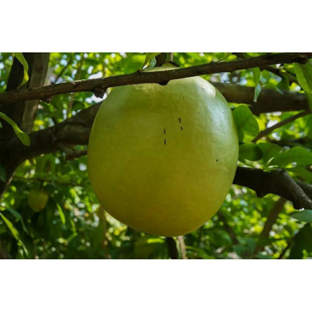 Buah Maja / Majapahit Segar