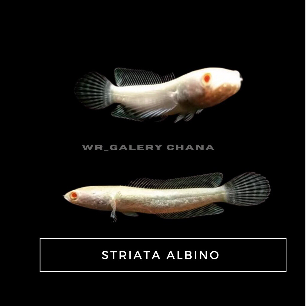 Kebutuhan Aquarium Striata Albino