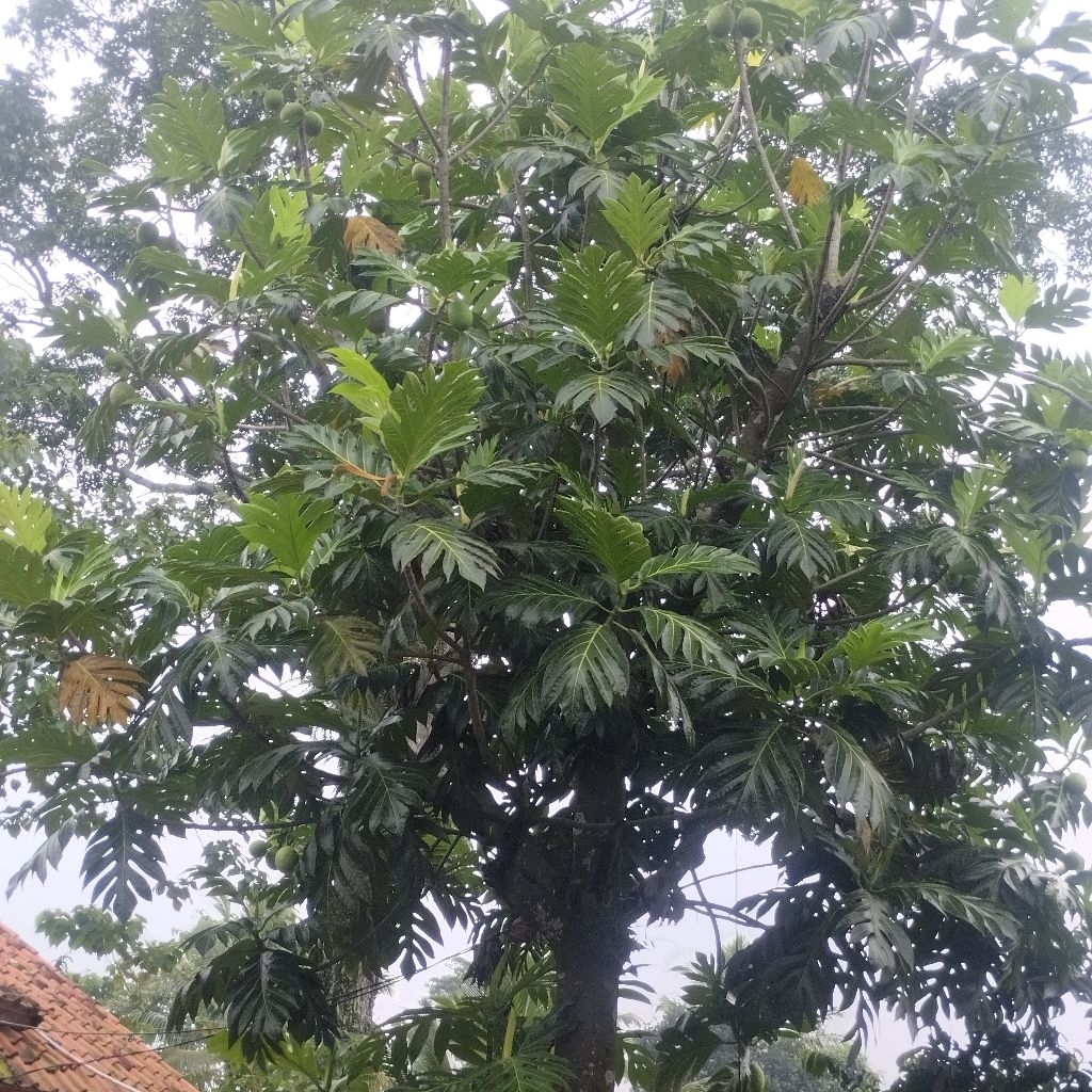 daun sukun  250grm teh herbal