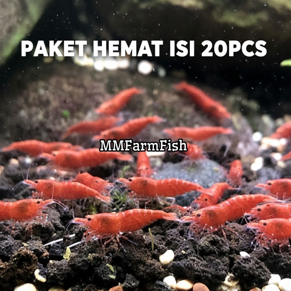 Parfum Cantik UdangRCS isi 20pcs Hiasan aquacape