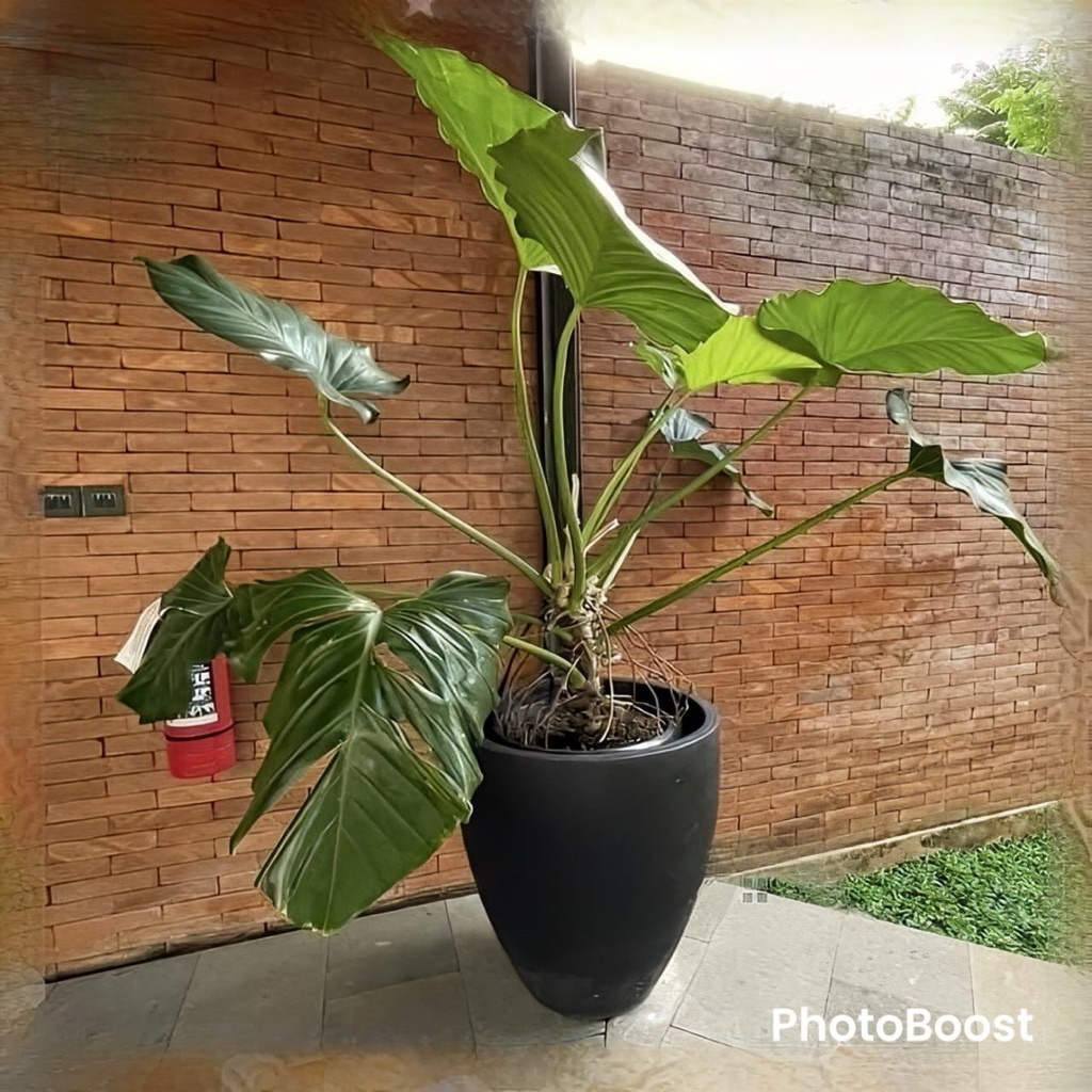 pot tanaman teraso hitam doff