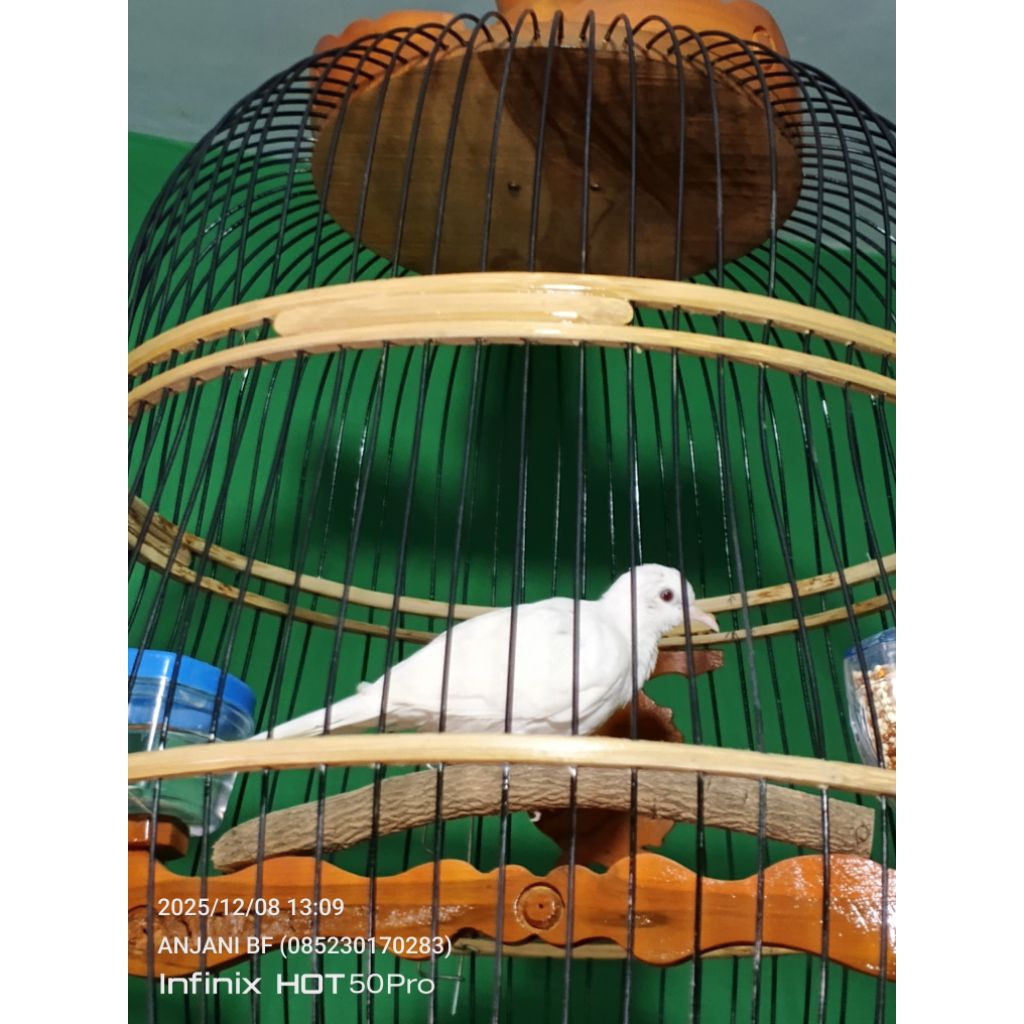 perkutut putih kapas bersih mandirian umur 4 bulan