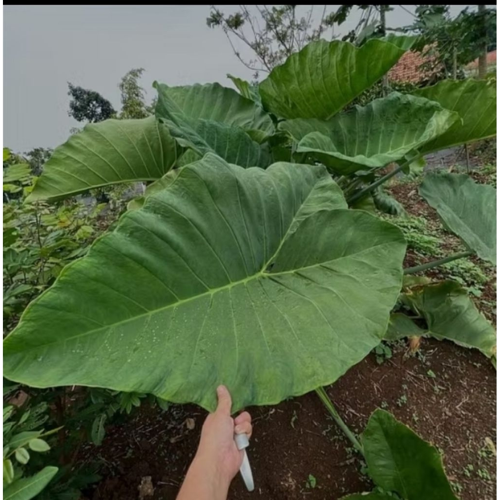 paket 10 batang bibit talas belitung balitung belitung atau talas kimpu