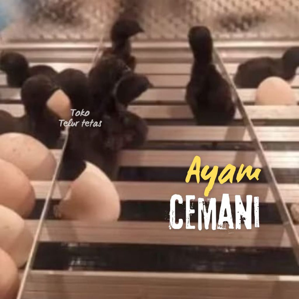 TELUR AYAM HIAS CEMANI ASLI ORIGINAL