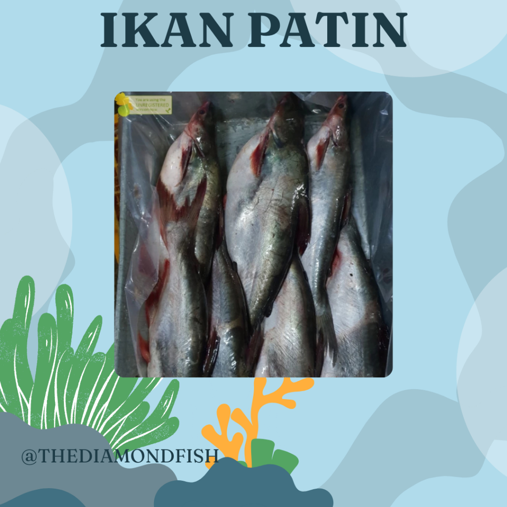 Ikan Patin 1Kg Ikan Patin Segar