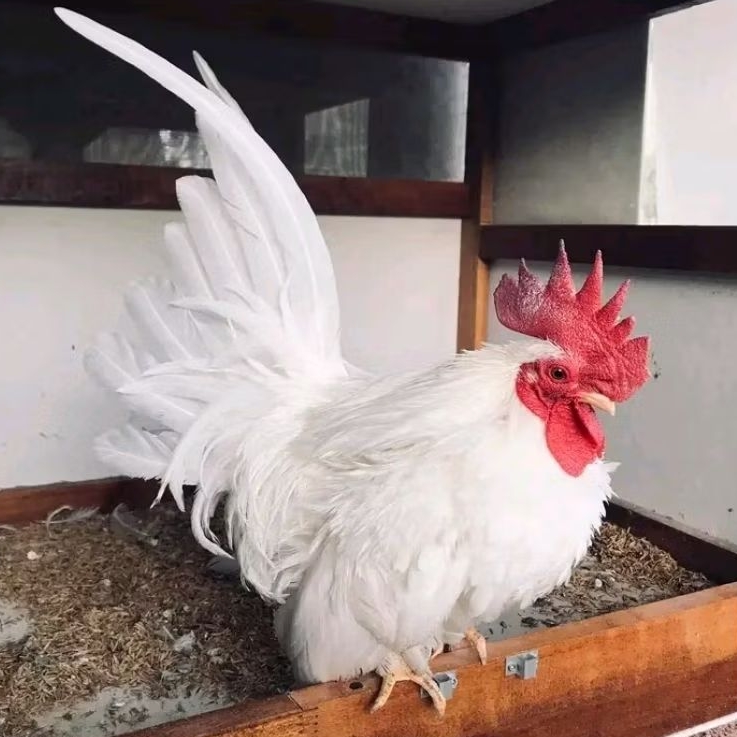 TELUR VERTIL AYAM HIAS KATE CEPER ASLI untuk ditetaskan