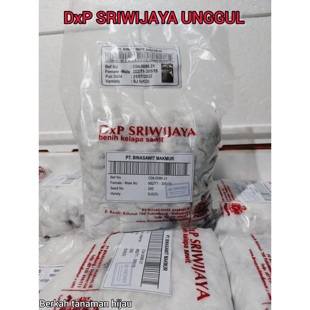 bibit benih kecambah sawit sriwijaya5 berkualitas