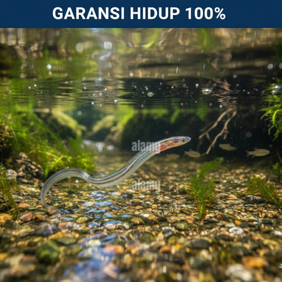 Bibit Sidat Grade A Hidup Berkualitas - Benih ikan sidat Siap Budidaya Di Aquarium / Terpal