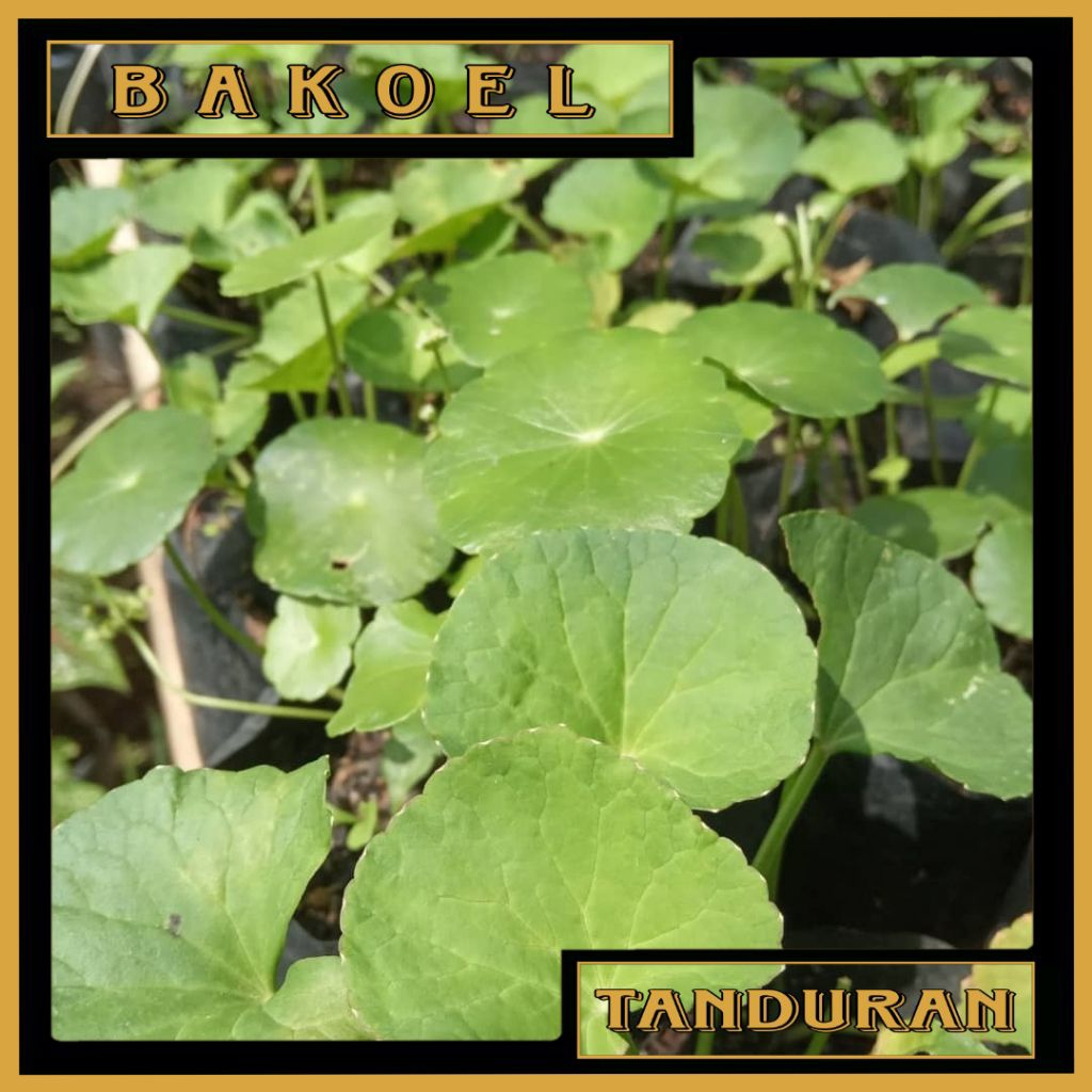 Tanaman Herbal Daun Pegagan