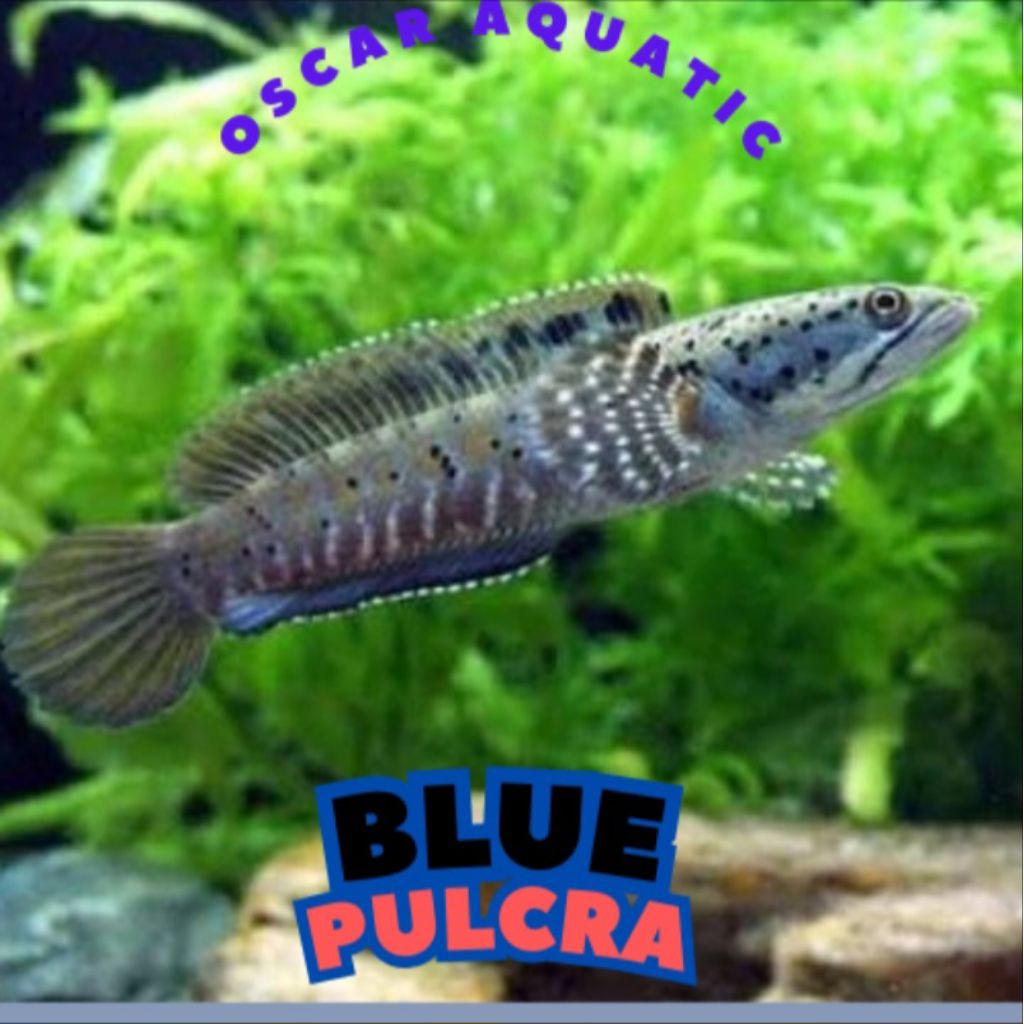 Dekorasi air B. PULCRA 7-9 CM