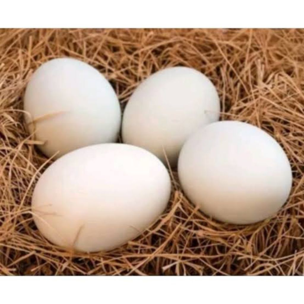 TELUR ENTOK RAMBON X DRAGON/ FERTIL BISA DI TETASKAN