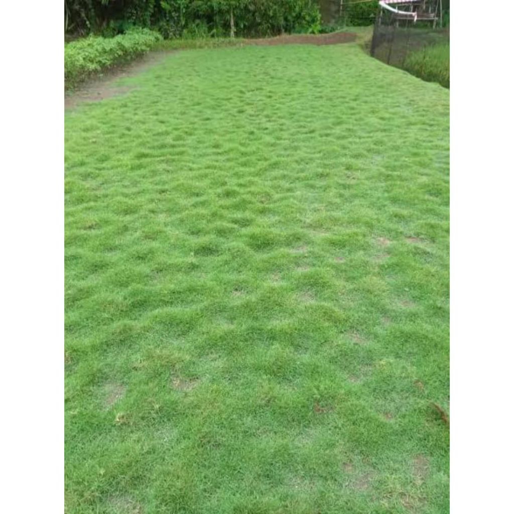 Promoo 500gram benih rumput jepang - benih rumput jepang murah