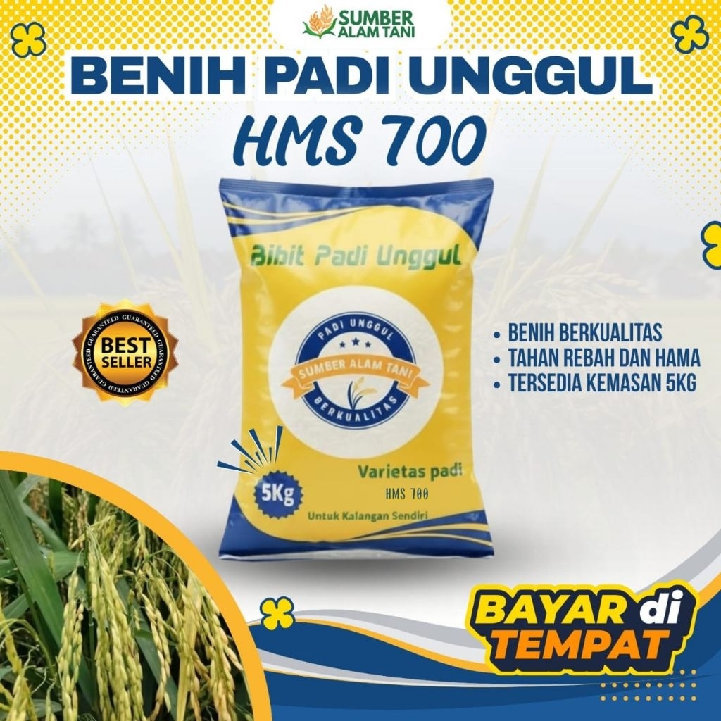 bibit padi unggul HMS 700 || kemasan 5 kg