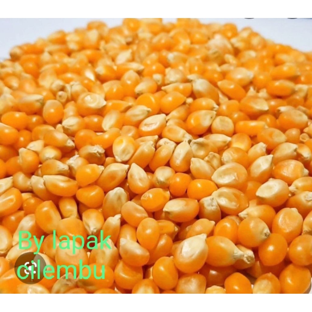 jagung popcorn mentah kualitas import 500 gr