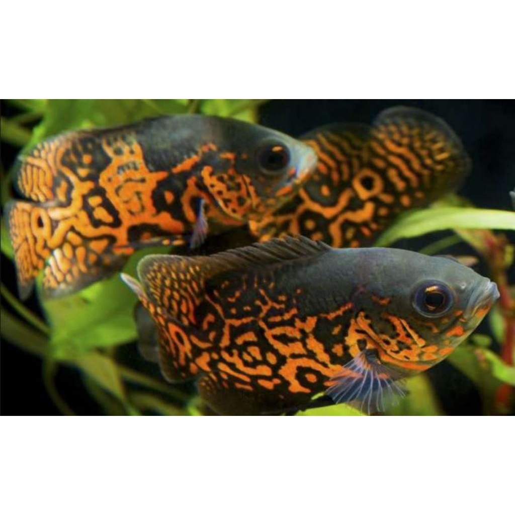 ikan oscar tiger/batik
