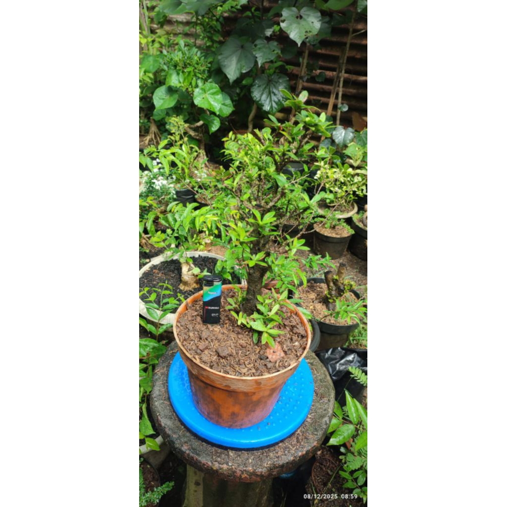 paket 2 bahan bonsai asoka