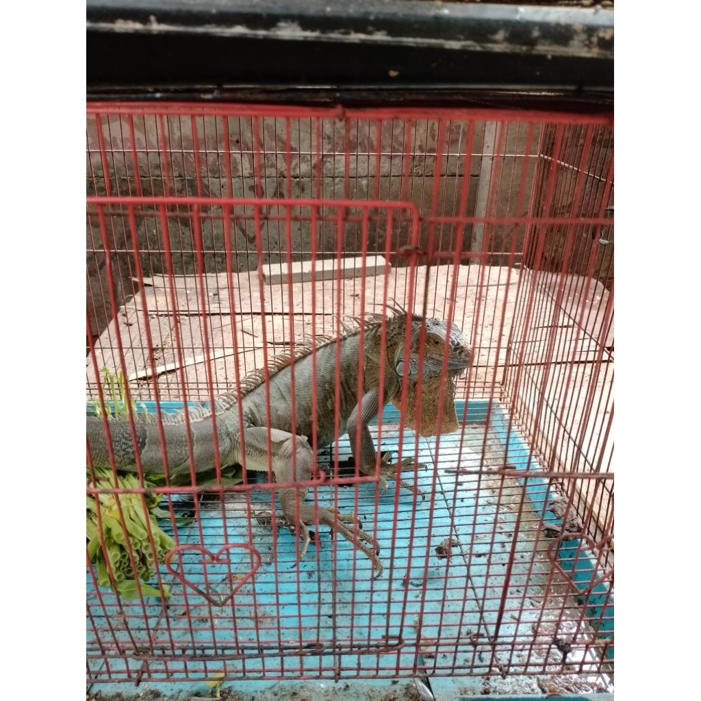 iguana green dewasa
