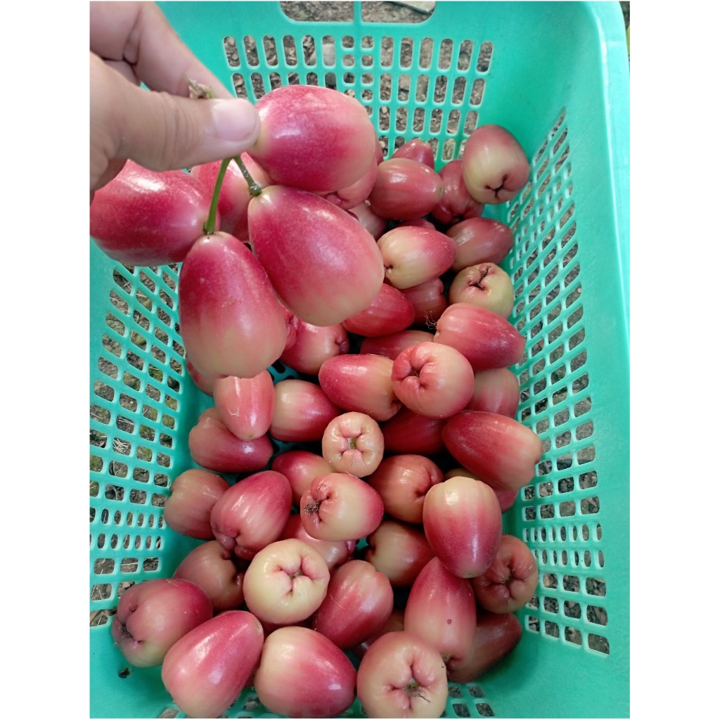 Cangkok Jambu Air Delima