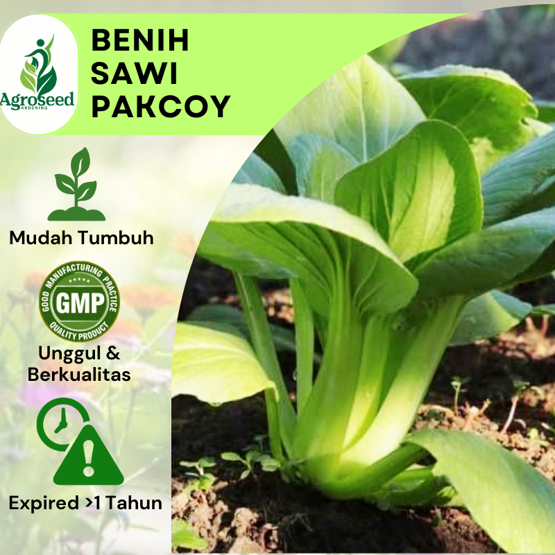 30 Benih Pakcoy Bibit Unggul Tanaman Hidroponik