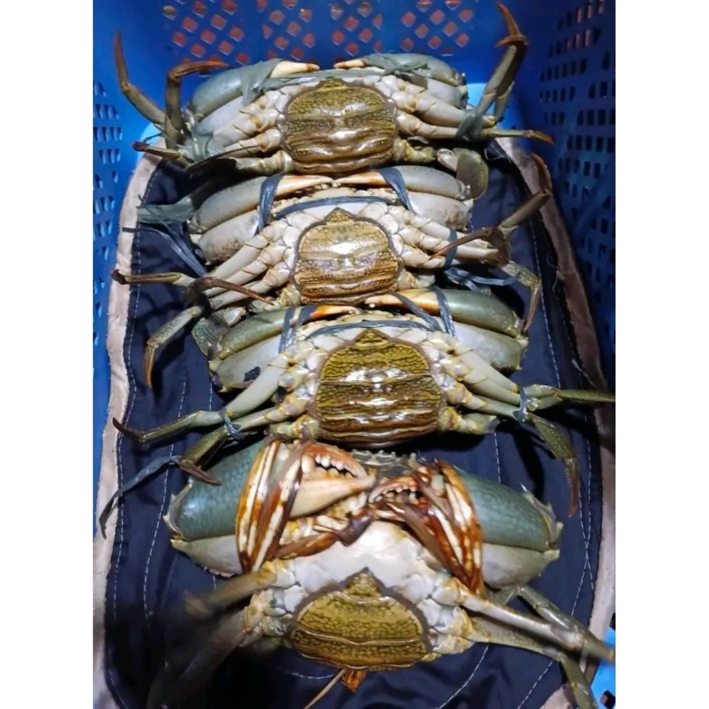 kepiting telur hidup 1kg