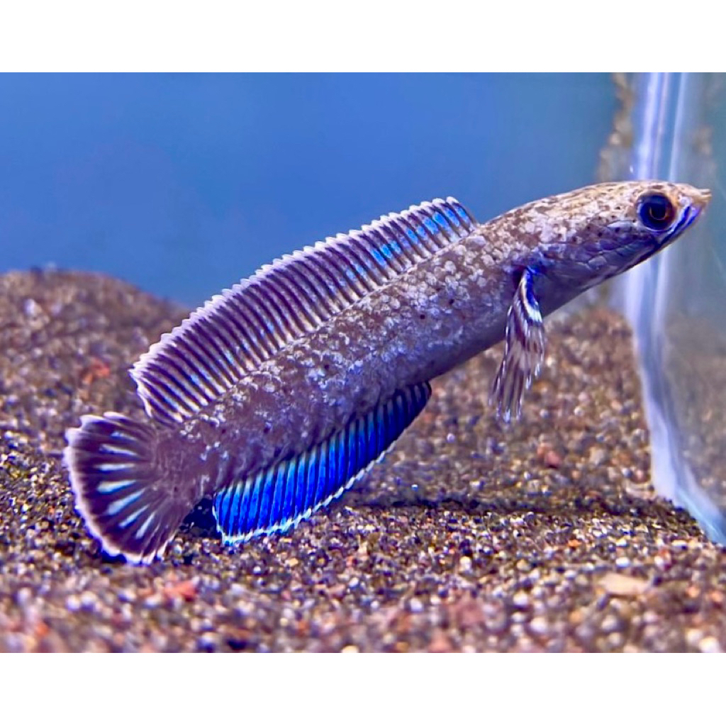 CHANNA ANDRAO 3-4cm.