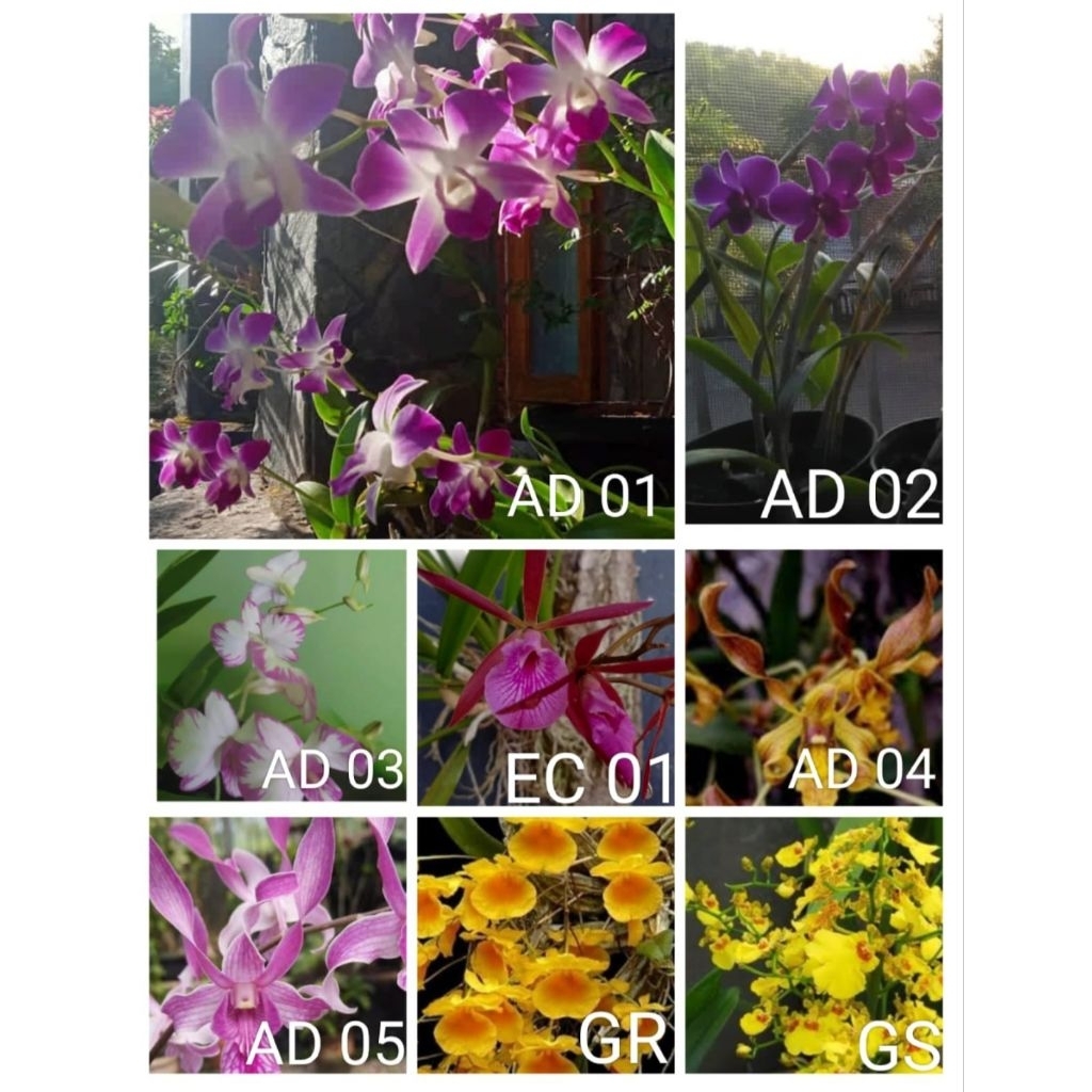 Bunga Anggrek Siap Berbunga