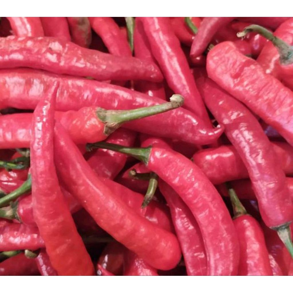 cabai merah besar tanjung super tahan busuk