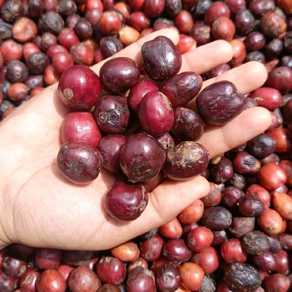 Bibit Semai Kopi Robusta Klon Bagio 1 Kg
