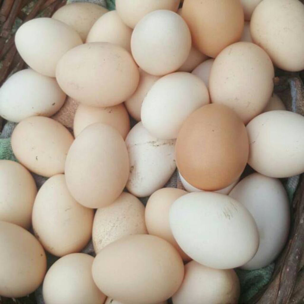 TELUR AYAM KAMPUNG LARMOD SEGAR 100% FERTIL
