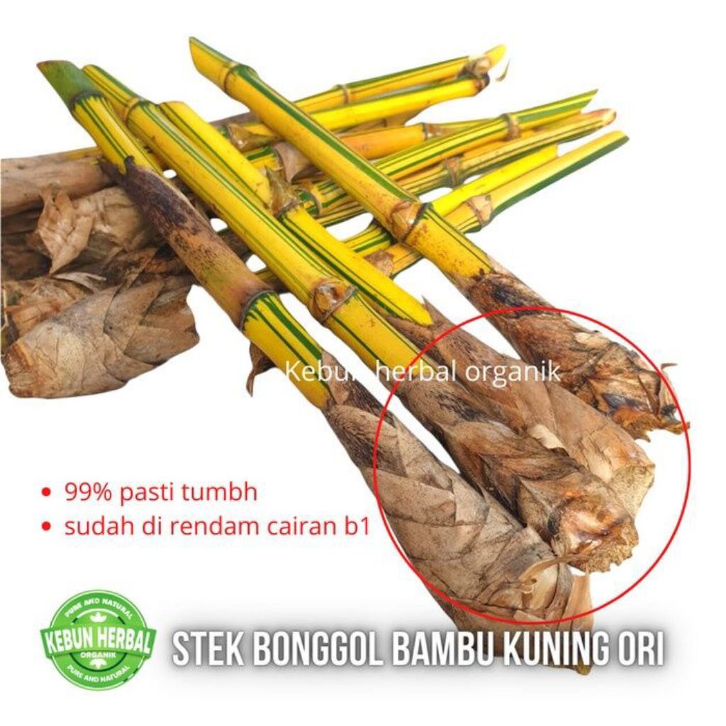 tanaman hias bambu kuning mini / bibit bambu hias kuning