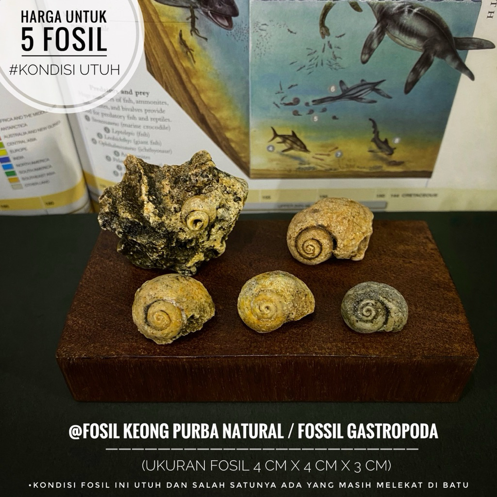 Fosil Keong Purba Natural B26 atau Fossil Gastropoda atau Fosil Kerang atau Fosil Snail atau Fosil K