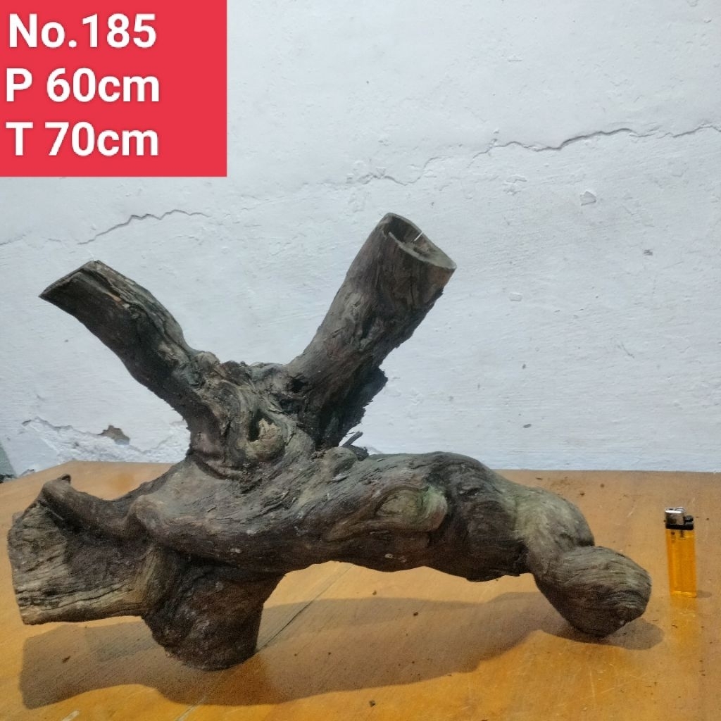 kayu santigi laut akar santigi laut aquascape aquarium 185