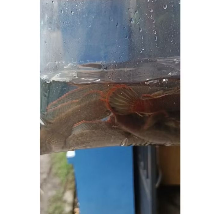 Channa limbata muria rim tebal