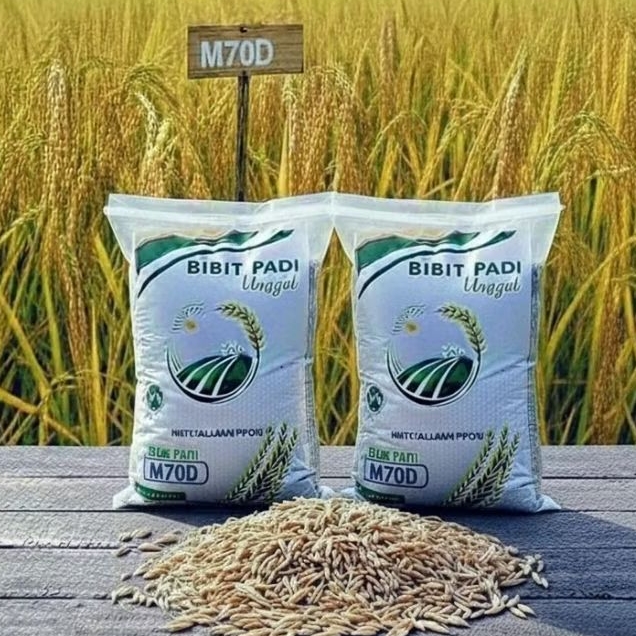 BENIH PADI UNGGUL M70D PADI KUALITAS PREMIUM 5KG