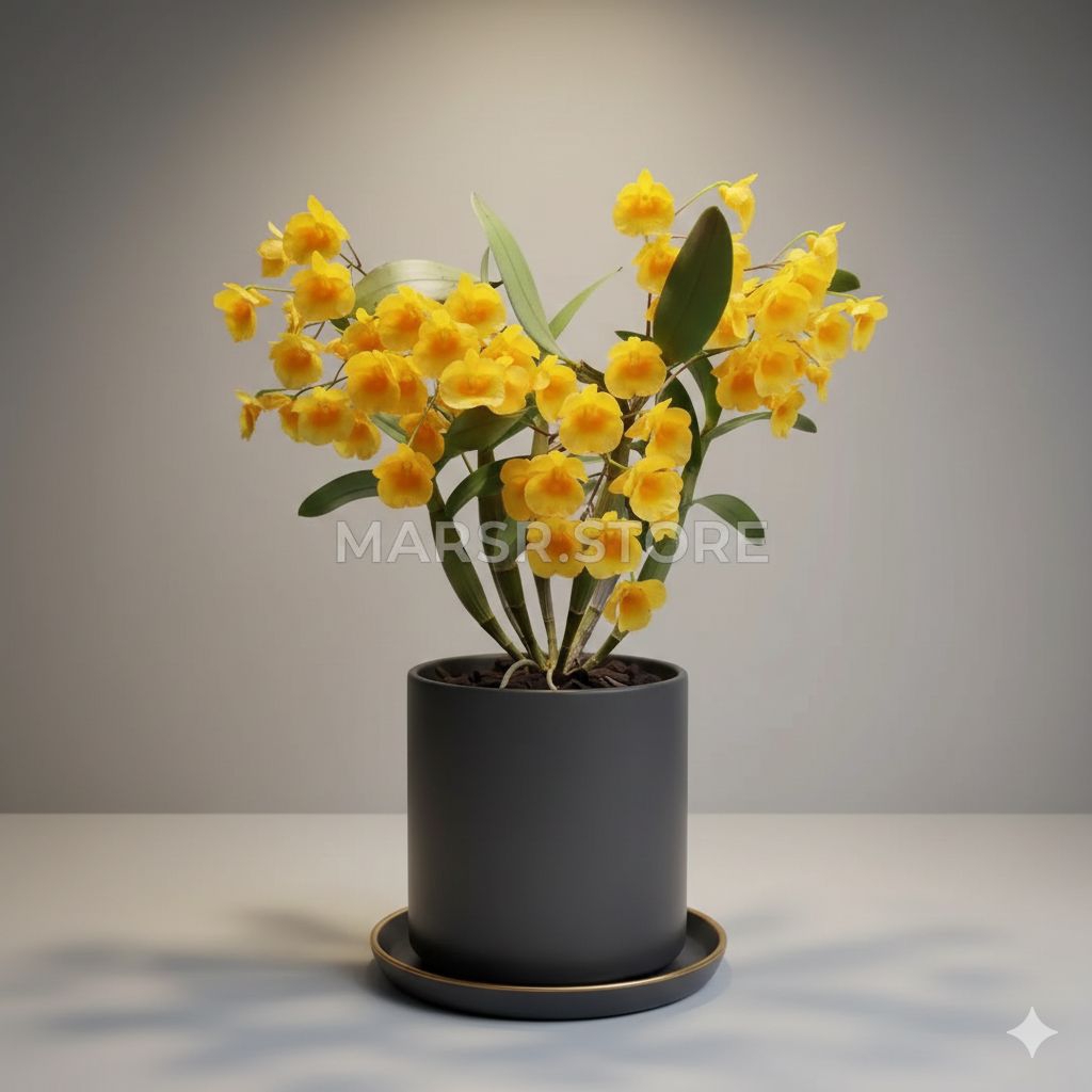 Anggrek dewasa - Angrek dendrobium Agregatum terlaris dan termurah new terlaris