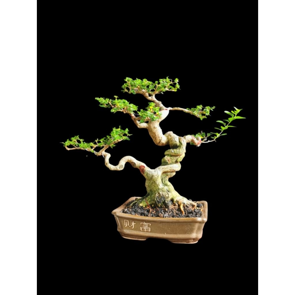 Sancang Small / Bonsai Sancang / Premna