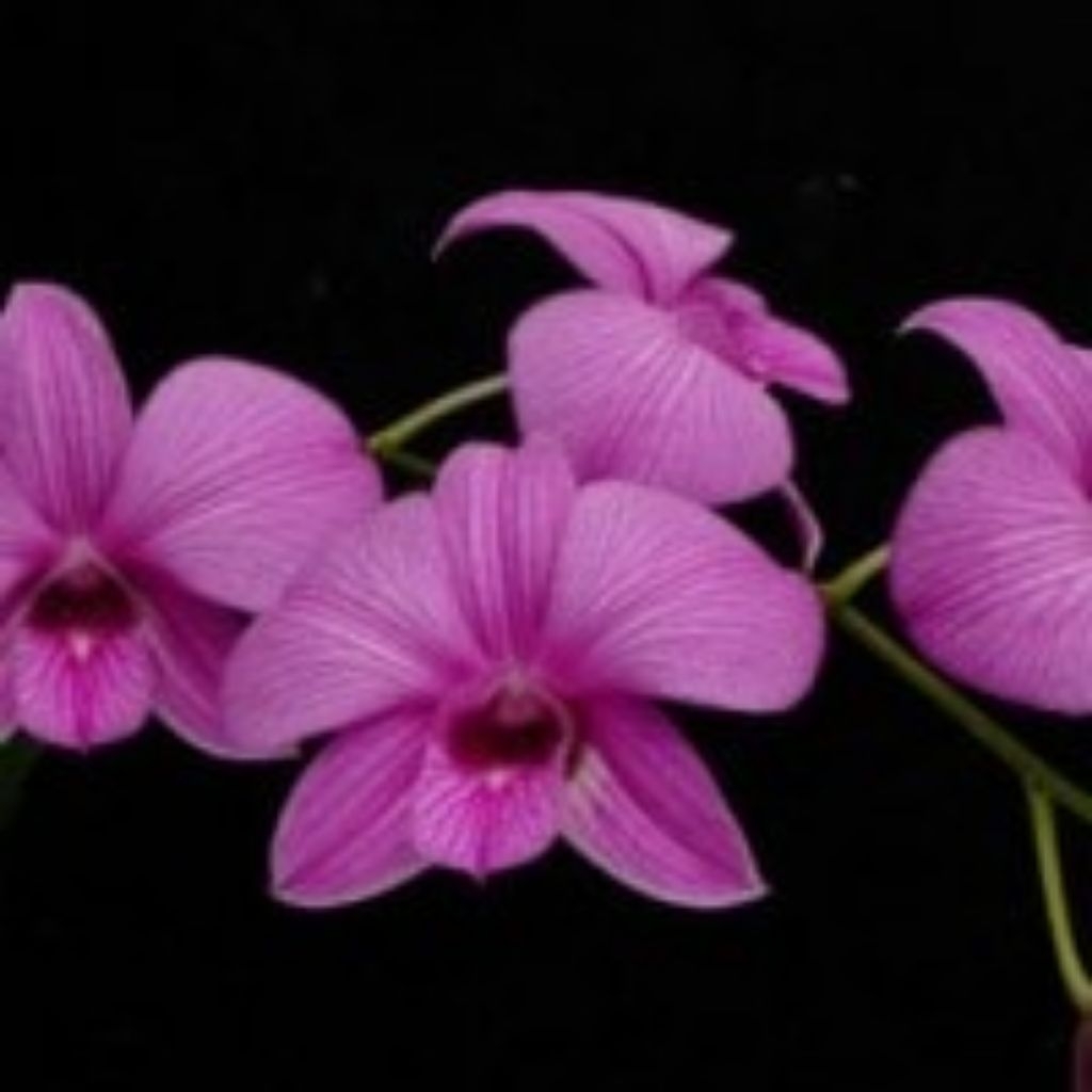 Anggrek Dendrobium larat.